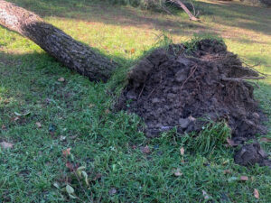 árbol abatido por la filomena