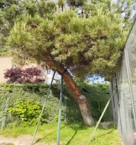 Tala de pino