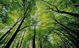 copa de arboles en una parcela