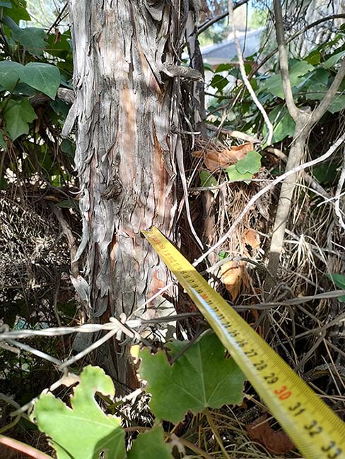 distancia del tronco a la valla medianera
