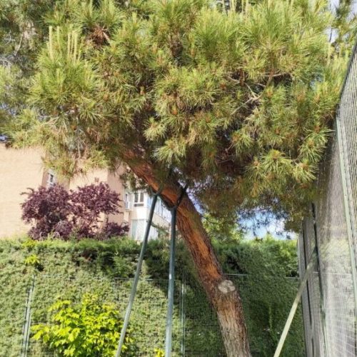 Tala de pino Tala de pino