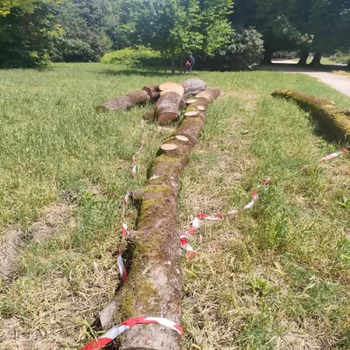 Tronco arbol en el suelo