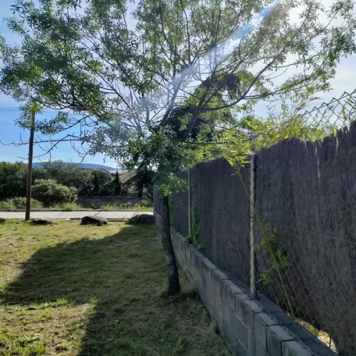 arbol pegado a medianera