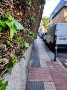 Seto de arizónica invadiendo parte de una acera