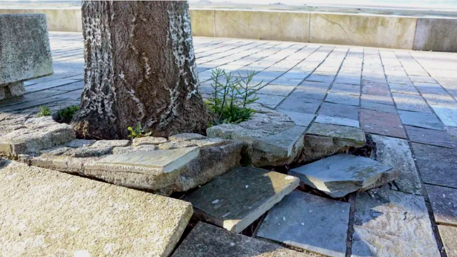 Raíces de árbol dañando estructura