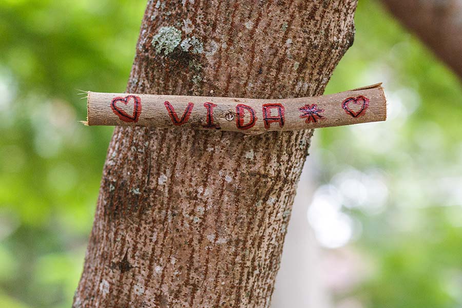 Árbol con letrero: vida. El trasplante de arboles es una opción
