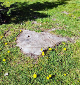 tocón a ras de suelo